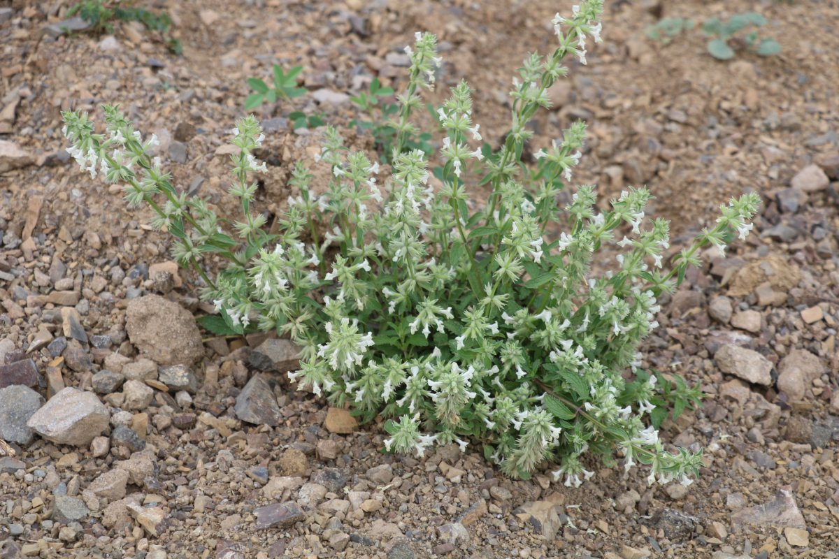 Image of Stachys pubescens specimen.