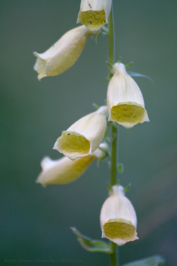 Image of Digitalis grandiflora specimen.