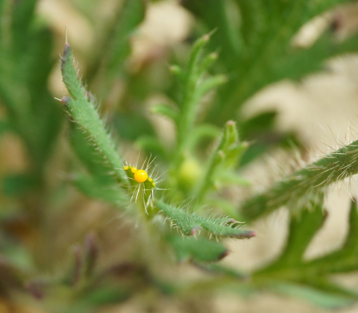 Image of Papaver stevenianum specimen.