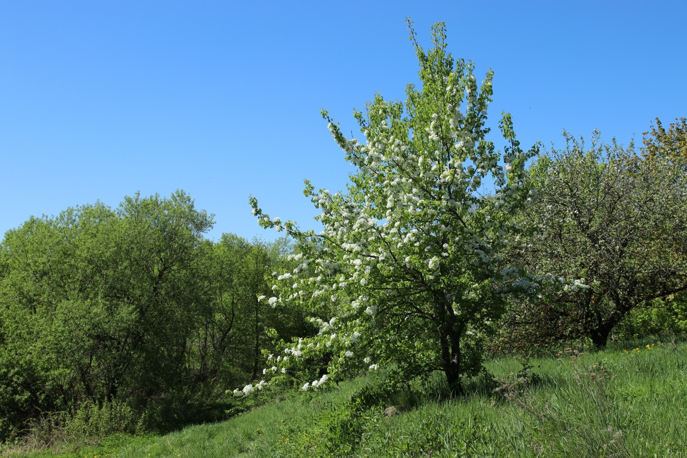 Изображение особи Pyrus communis.