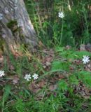 Stellaria palustris