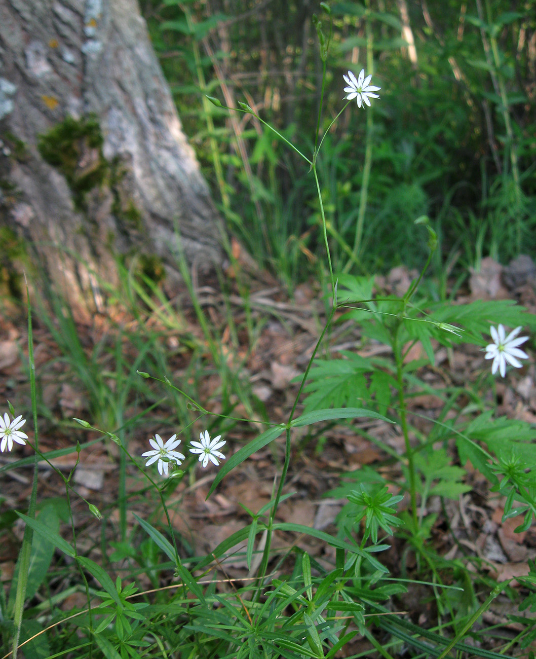 Image of Stellaria palustris specimen.