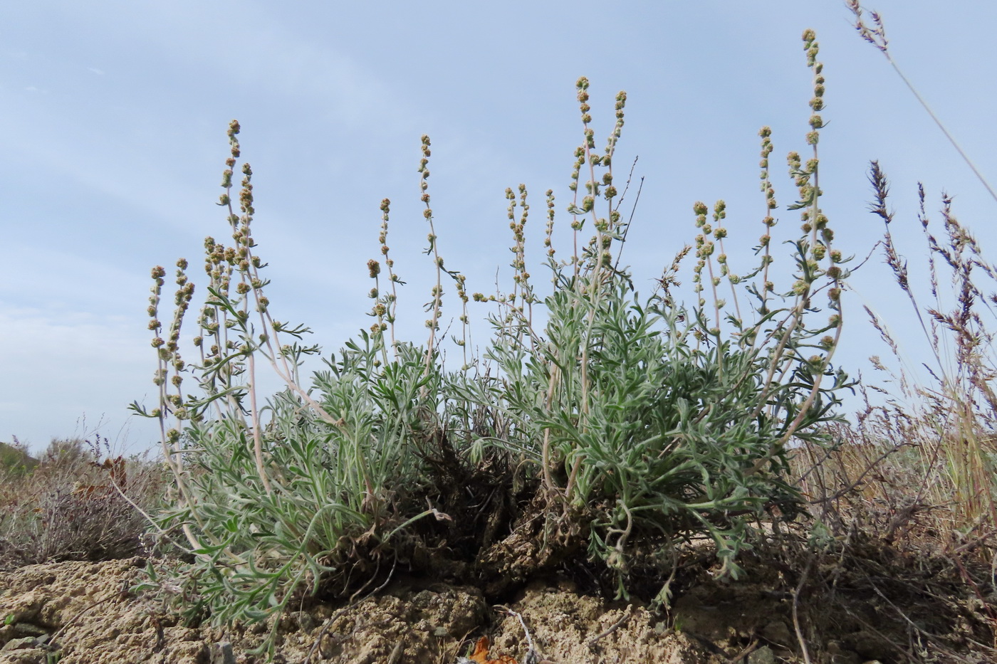 Image of Turaniphytum eranthemum specimen.