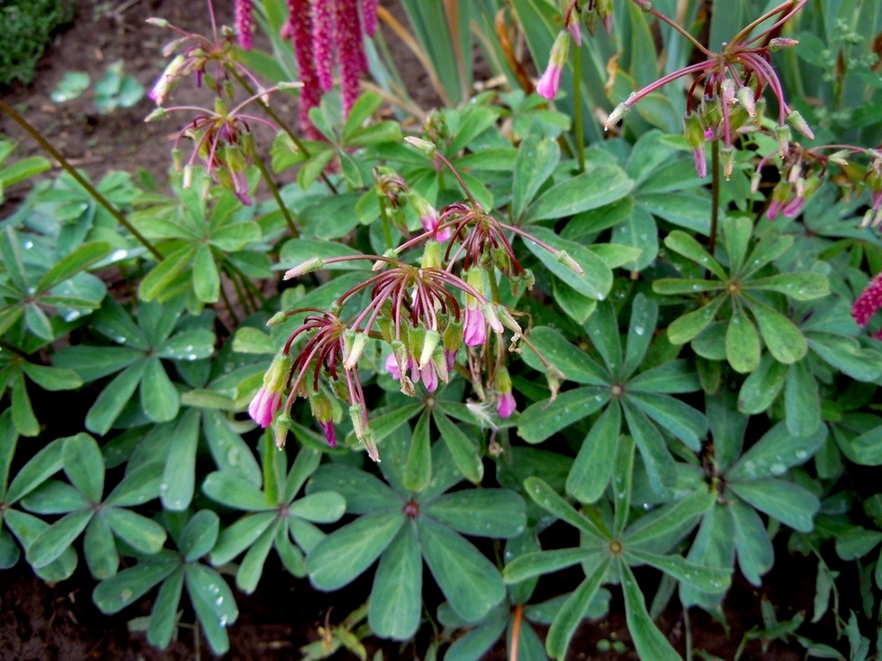 Image of Oxalis lasiandra specimen.