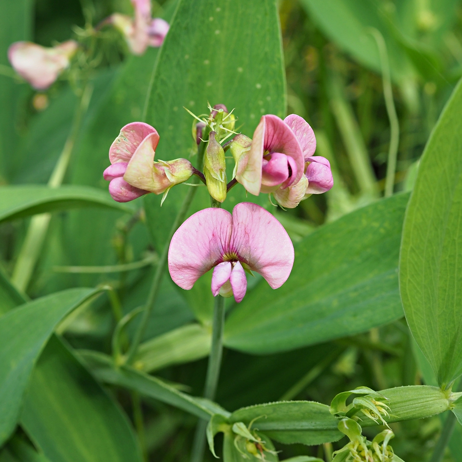 Image of Lathyrus sylvestris specimen.