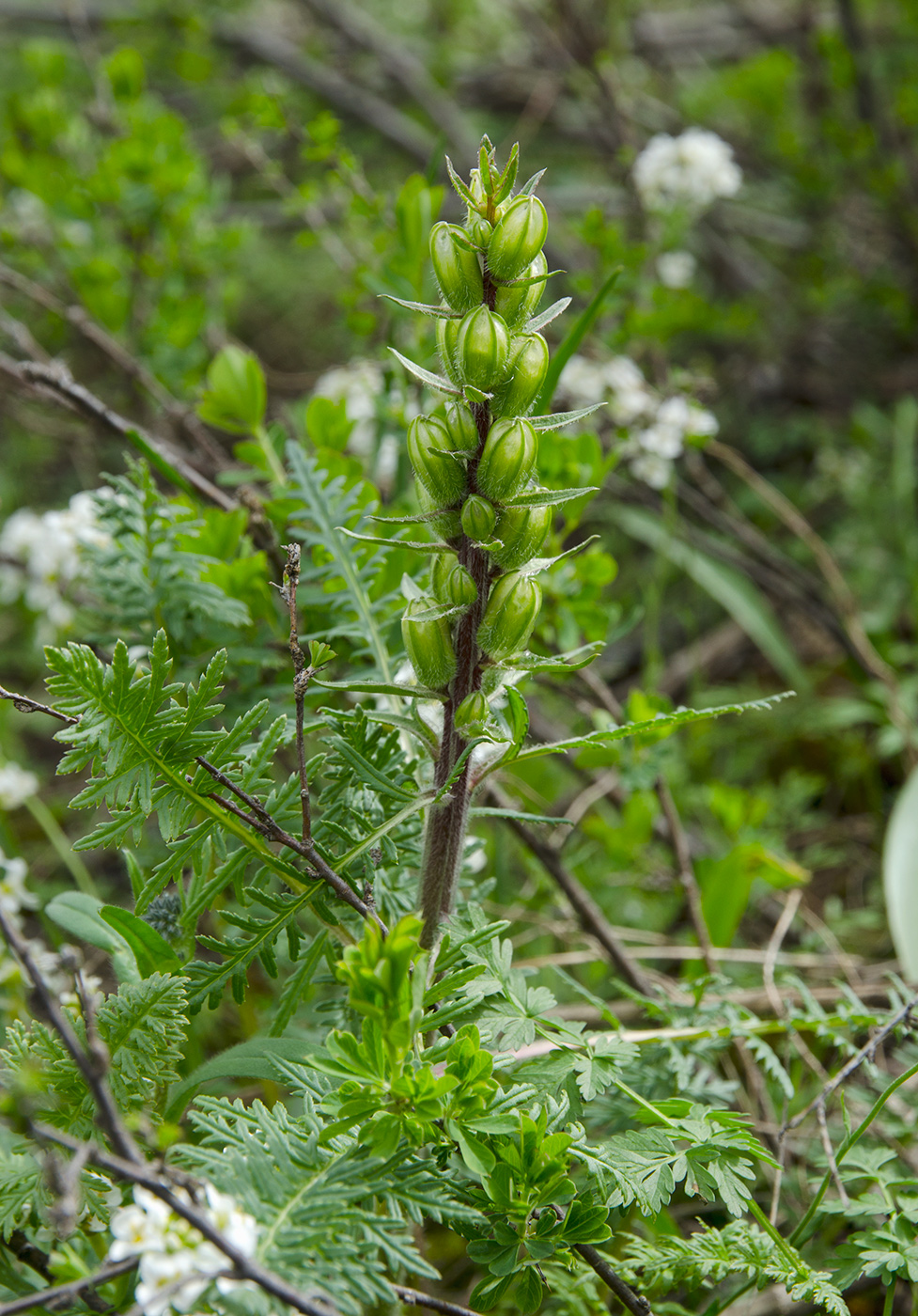 Изображение особи Pedicularis sibirica.