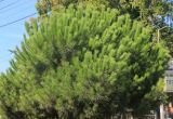 Смотреть изображение Pinus pinea