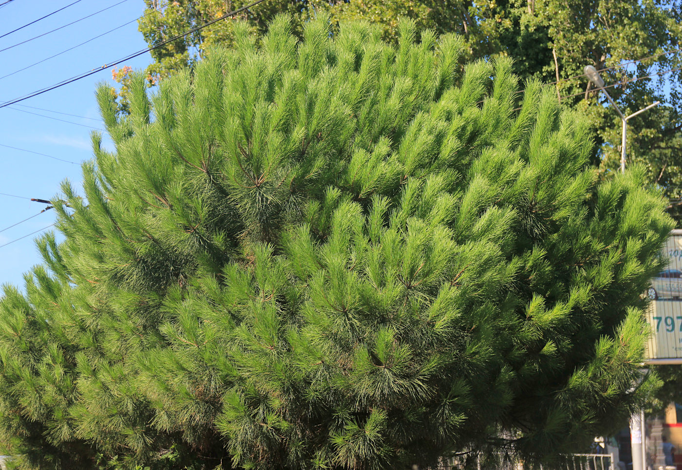 Image of Pinus pinea specimen.