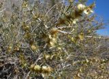 Salsola arbuscula