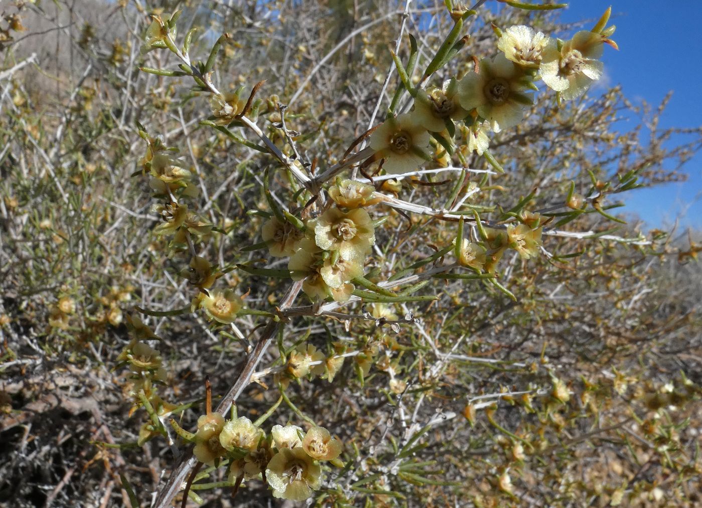 Image of Salsola arbuscula specimen.