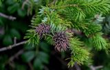 Picea ajanensis. Верхушки побегов с галлами. Сахалин, Холмский гор. округ, мыс Слепиковского, окраина песчаного пляжа. 26.08.2023.