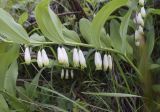 Polygonatum odoratum. Часть побега с цветками. Испания, автономное сообщество Каталония, провинция Жирона, комарка Рипольес, муниципалитет Сеткасес, окр. н.п. Сеткасес, ≈1310 м н.у.м., пойма р. Тер, в щелях подпорной стенки между угодий. 02.06.2024.