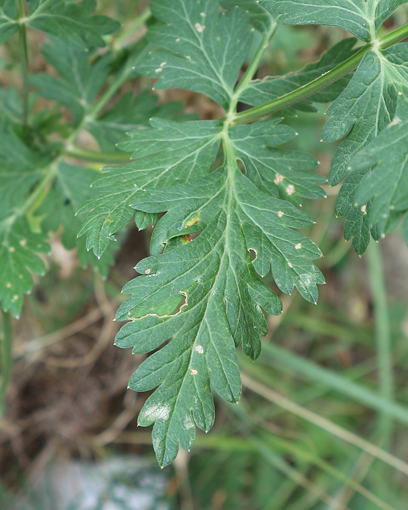 Image of genus Seseli specimen.