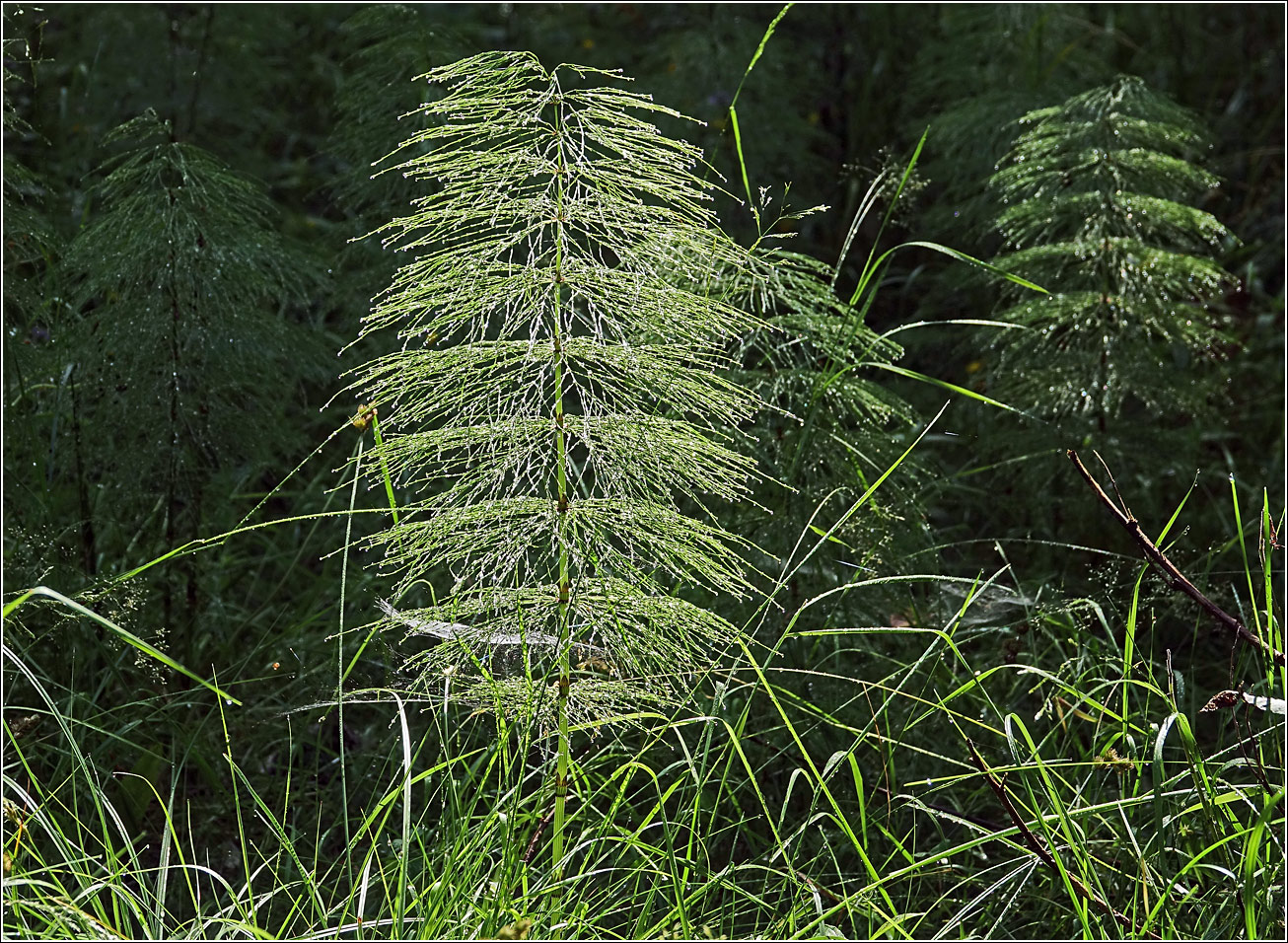 Изображение особи Equisetum sylvaticum.