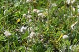 Antennaria caucasica