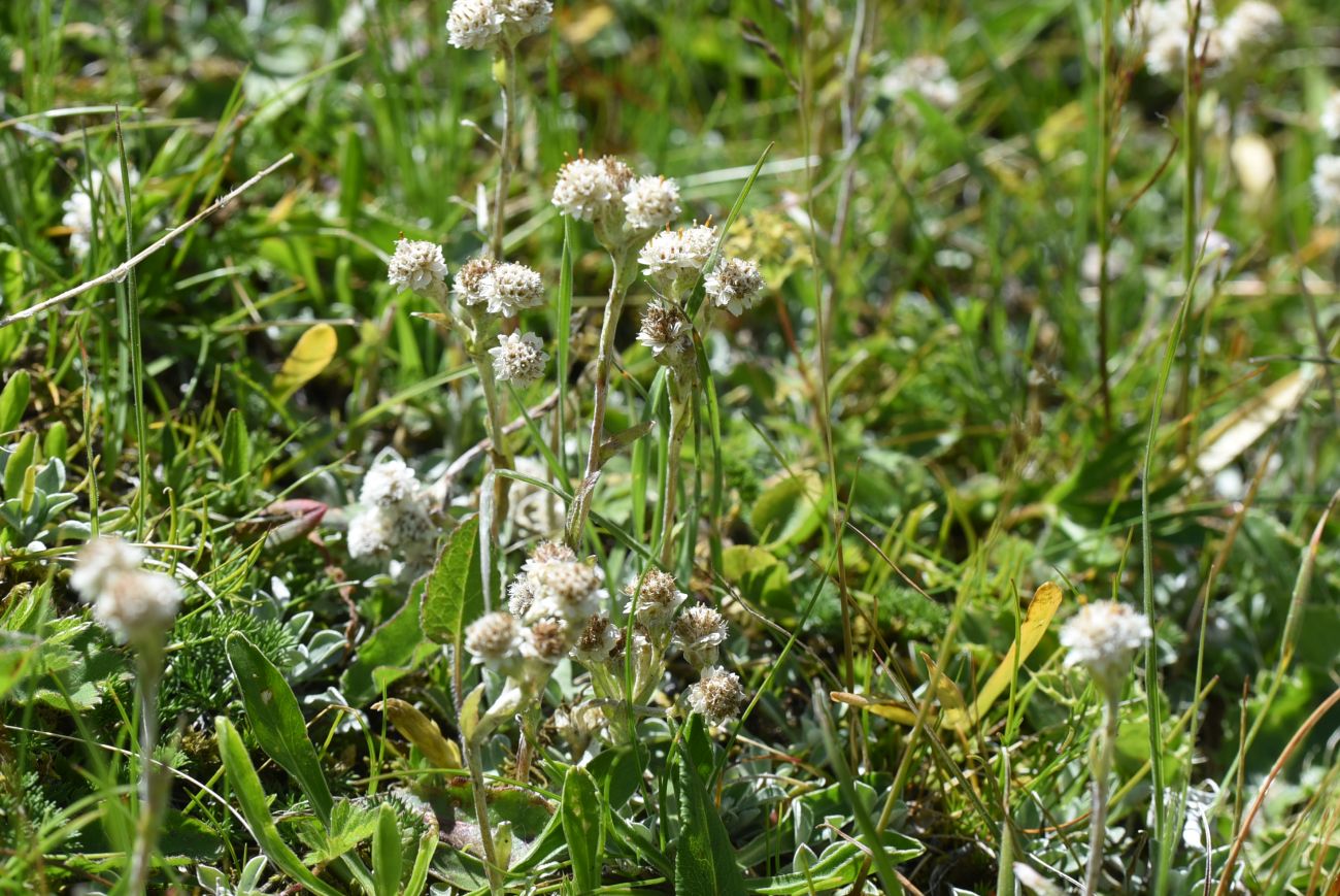 Изображение особи Antennaria caucasica.