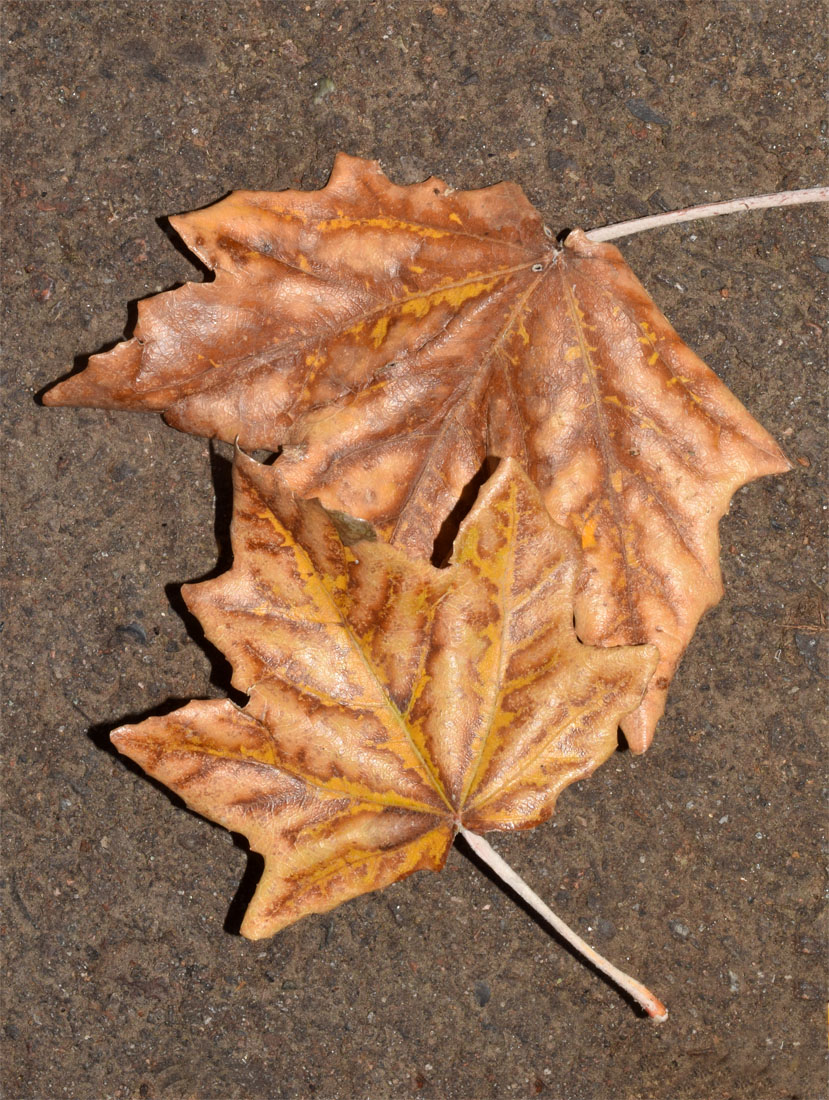 Image of Populus alba specimen.