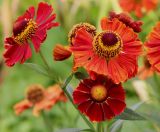 Helenium autumnale. Элементарные соцветия-корзинки на верхушке побега. Московская обл., Шаховской р-н, садоводство \"Радуга\", в культуре. 20.08.2024.