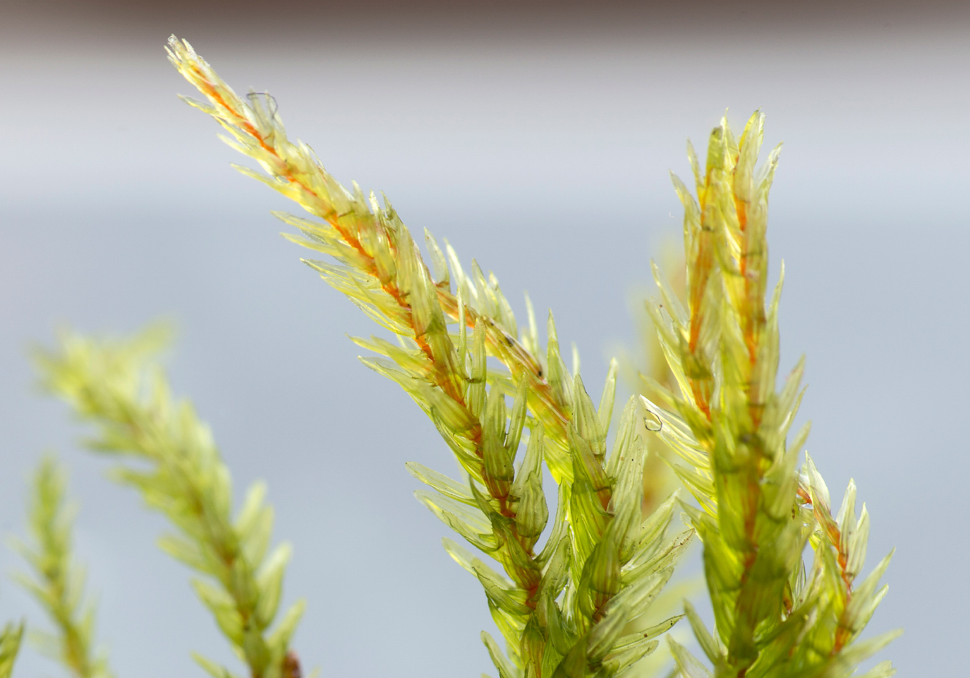 Image of Climacium dendroides specimen.