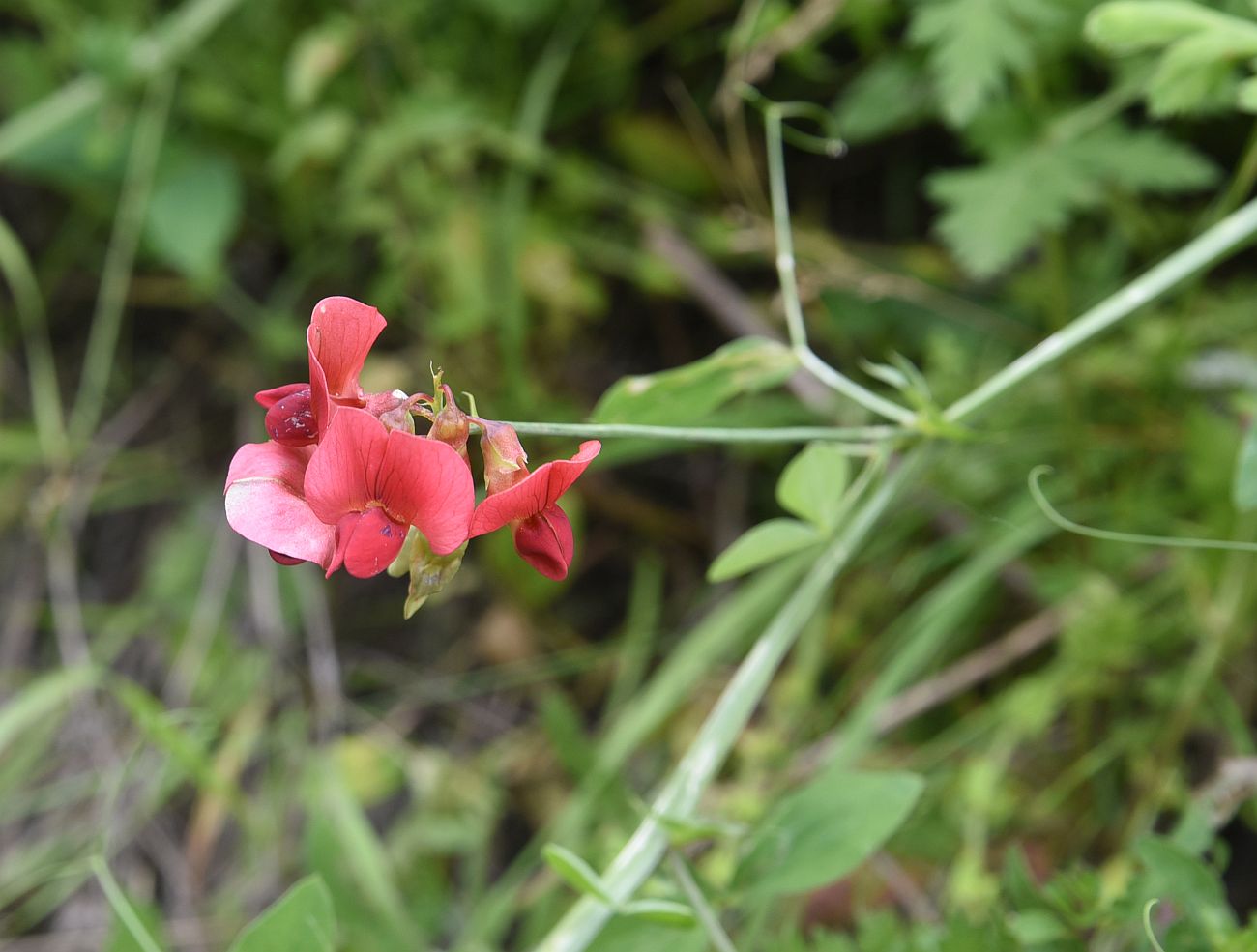 Image of Lathyrus miniatus specimen.