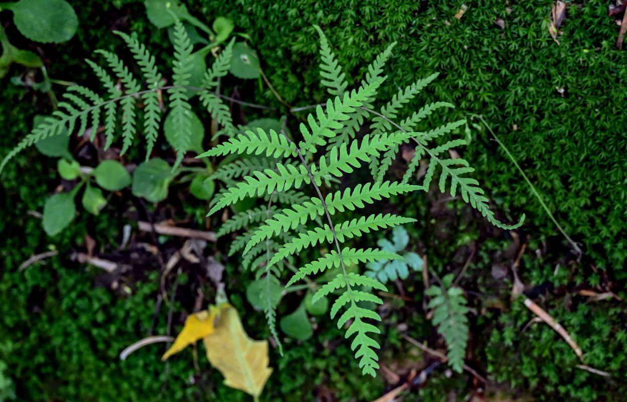 Image of Thelypteris hattorii specimen.