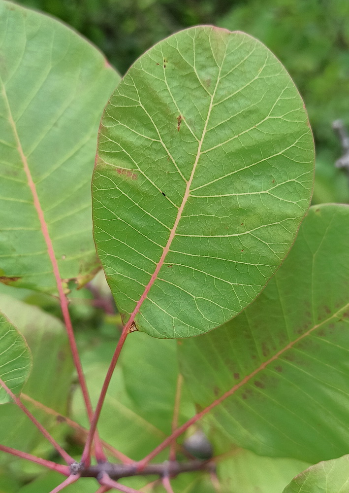 Изображение особи Cotinus coggygria.