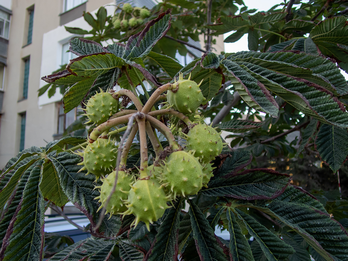 Image of Aesculus hippocastanum specimen.