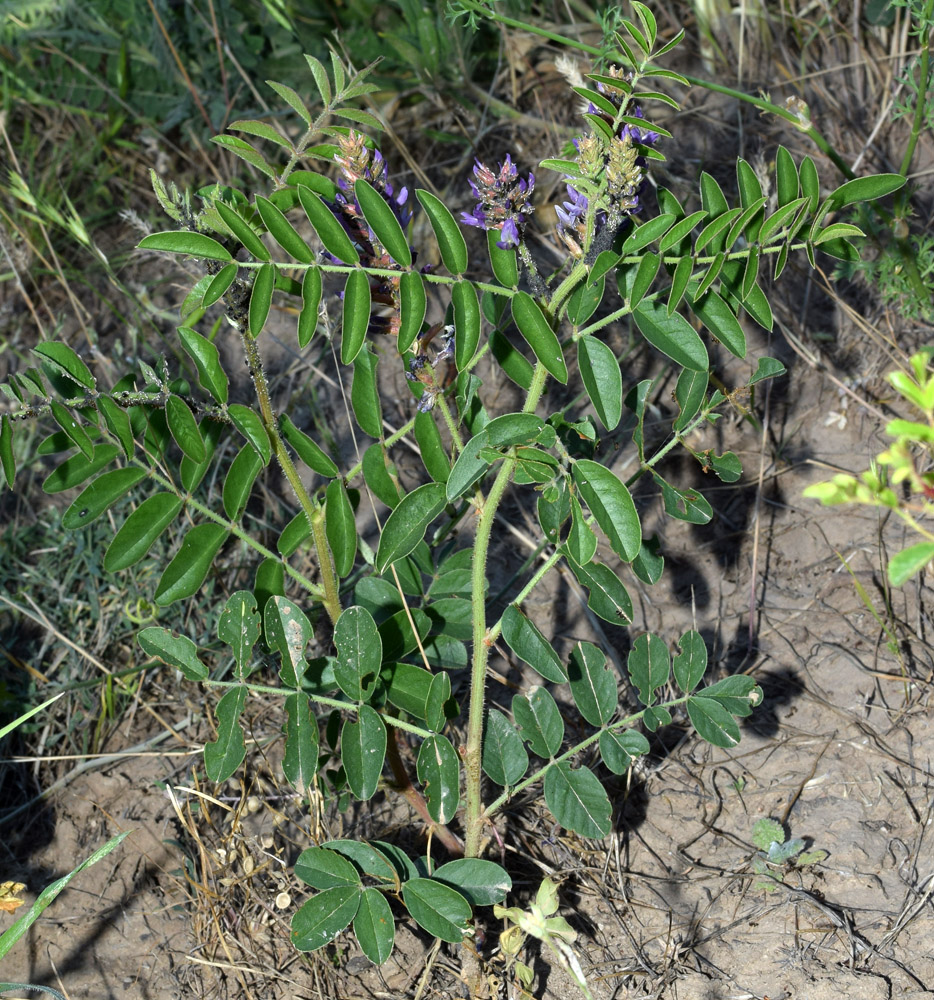 Изображение особи Glycyrrhiza nadezhinae.