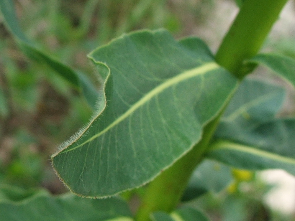 Image of Euphorbia tauricola specimen.