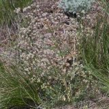 View full-size image genus Trinia