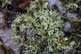View full-size image Cladonia foliacea