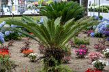 Смотреть изображение Cycas revoluta