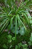 Смотреть изображение Carex sylvatica