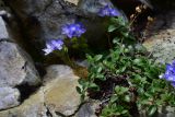 View full-size image Veronica liwanensis