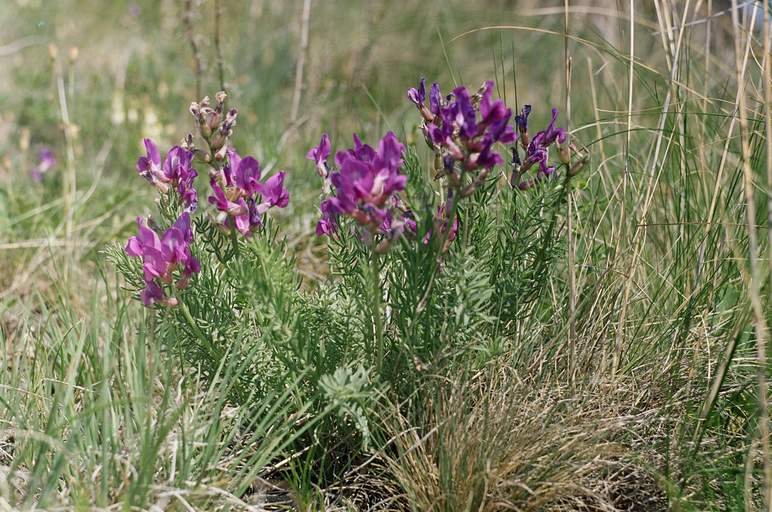 Изображение особи Oxytropis inaria.