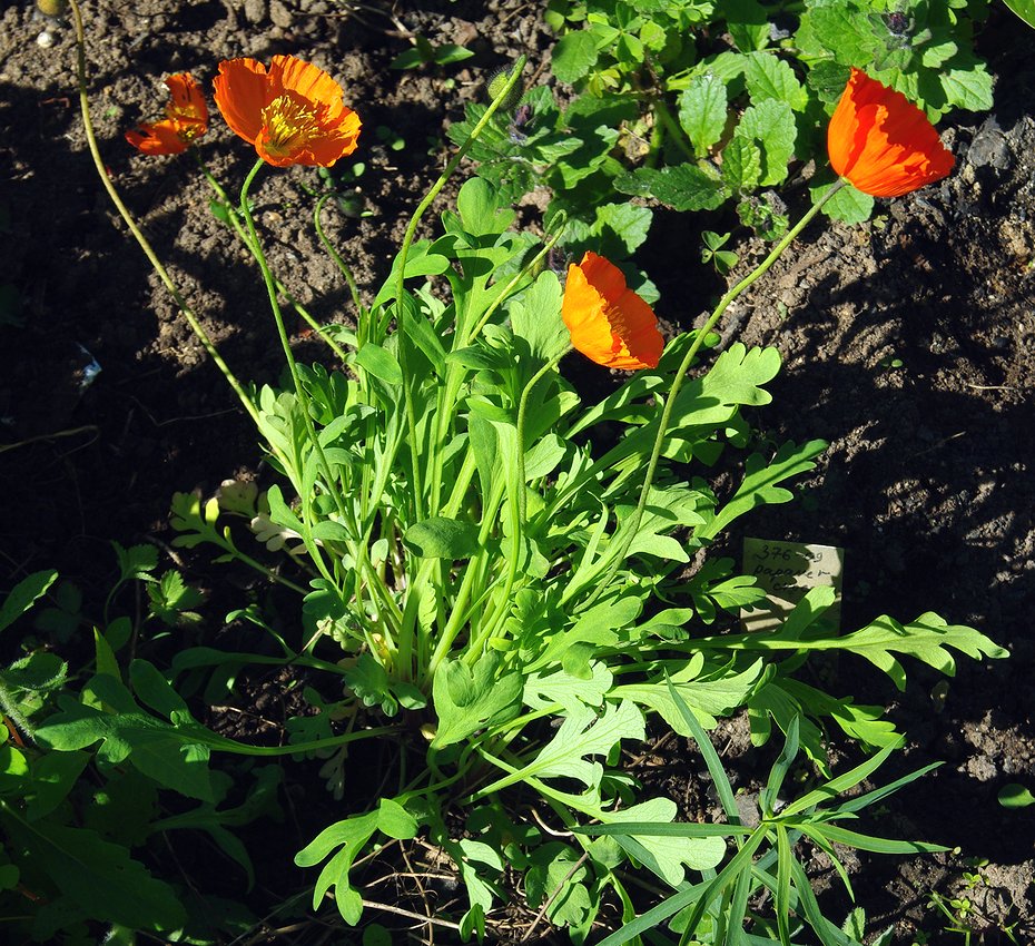 Image of genus Papaver specimen.