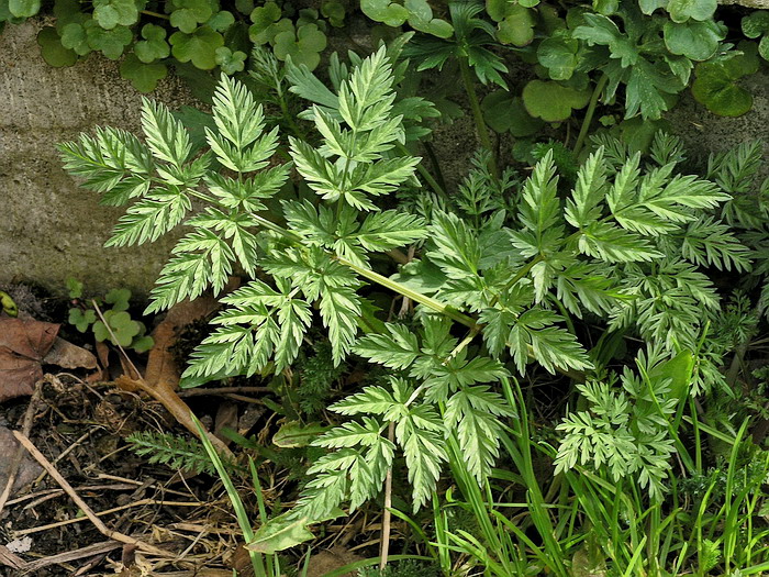 Изображение особи Anthriscus sylvestris.