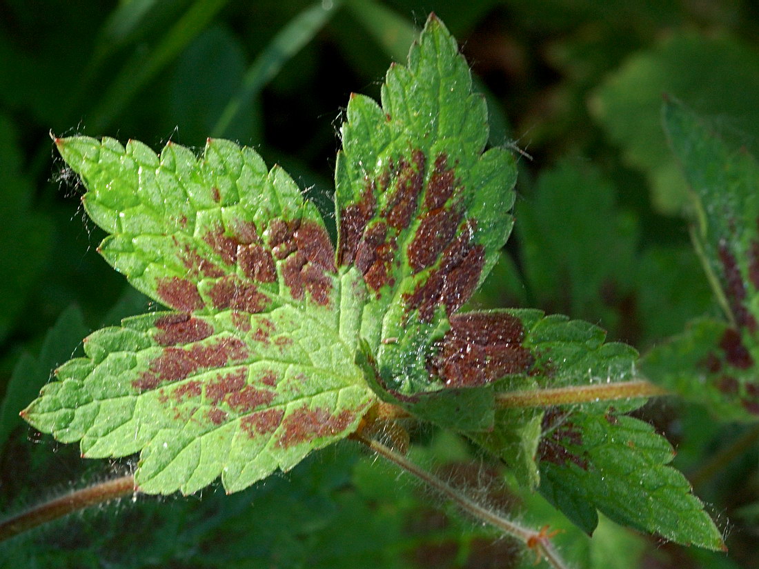 Изображение особи Geranium phaeum.