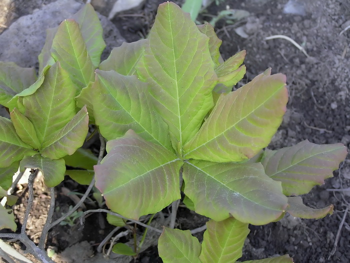 Image of Rhododendron schlippenbachii specimen.