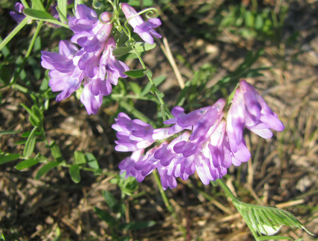 Изображение особи Vicia cracca.