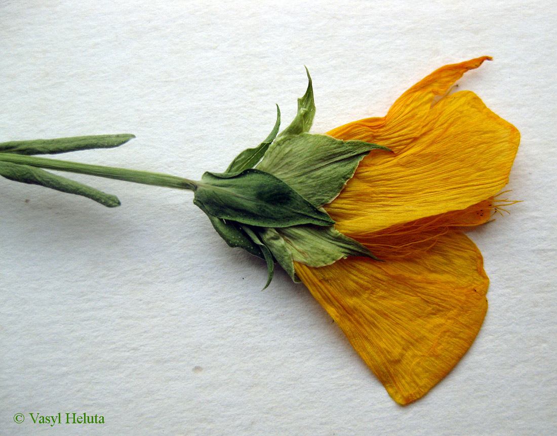 Image of Hypericum olympicum specimen.