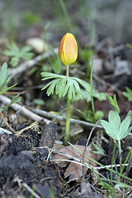 Image of Eranthis longistipitata specimen.