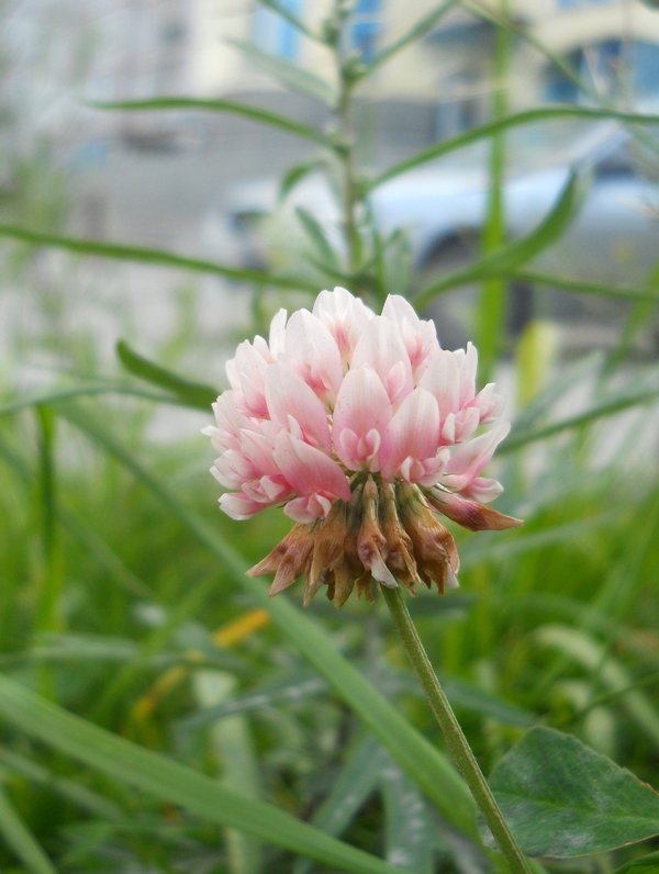 Image of Trifolium hybridum specimen.