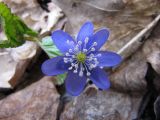 Hepatica nobilis