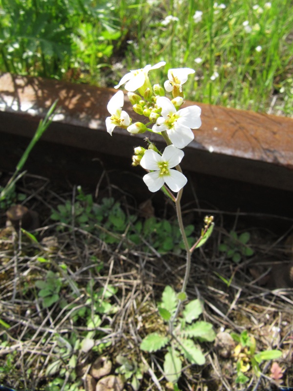 Изображение особи Arabidopsis arenosa.