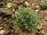 Anvillea garcinii. Цветущее растение (слева - Diplotaxis acris). Израиль, нагорье Негева, кратер Рамон. 15.03.2010.