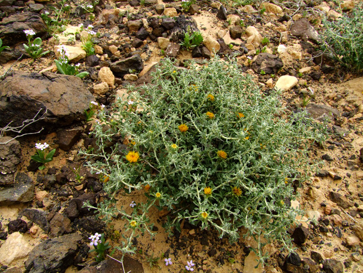 Image of Anvillea garcinii specimen.