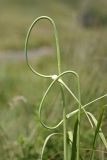 Allium longicuspis. Верхушка зацветающего растения. Южный Казахстан, Верхний Боролдай. 28.06.2011.