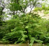 Gleditsia triacanthos. Плодоносящее дерево в ущелье на обочине дороги. Копетдаг, Чули, в культуре. Май 2011 г.