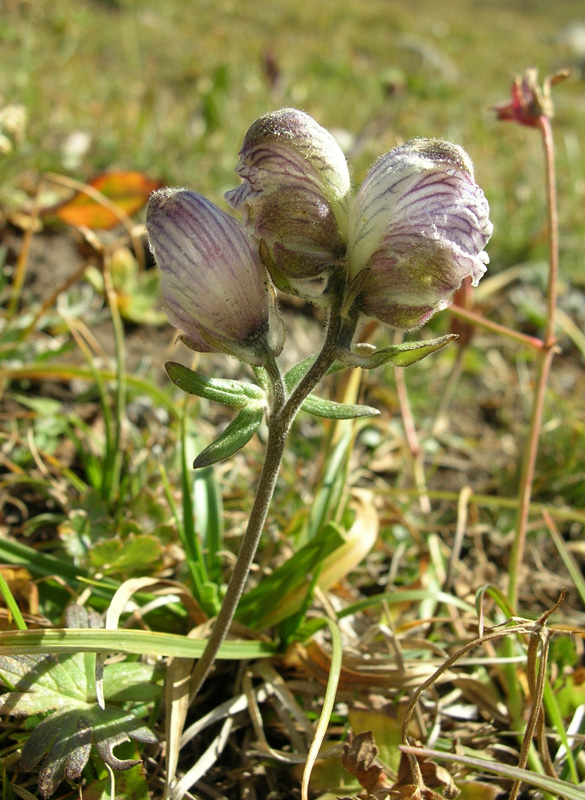 Image of Aconitum rotundifolium specimen.